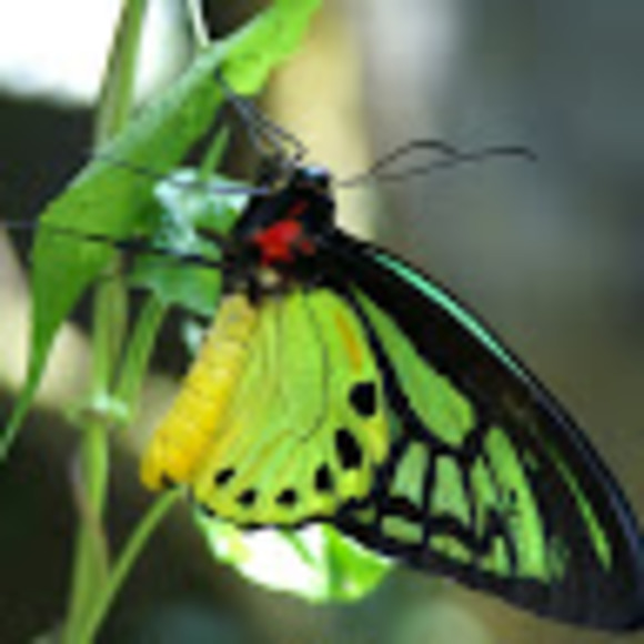 Meet your Posher, Victor - Picture 1 of 1